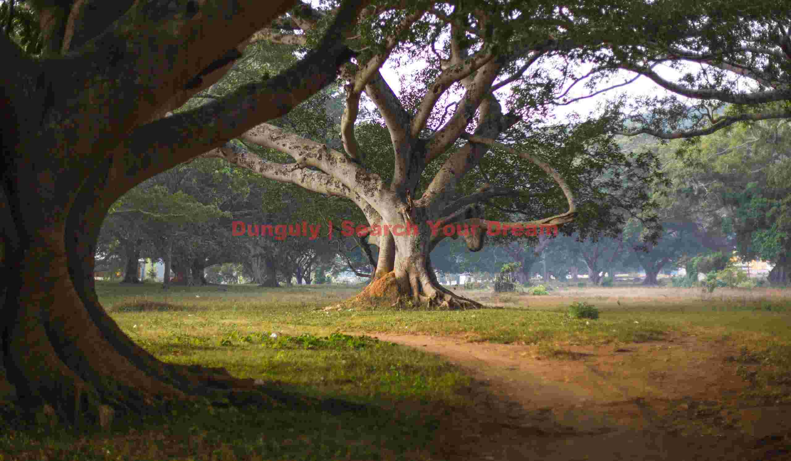 Red path through the banyan trees