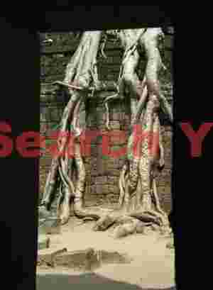 Roots through doorway