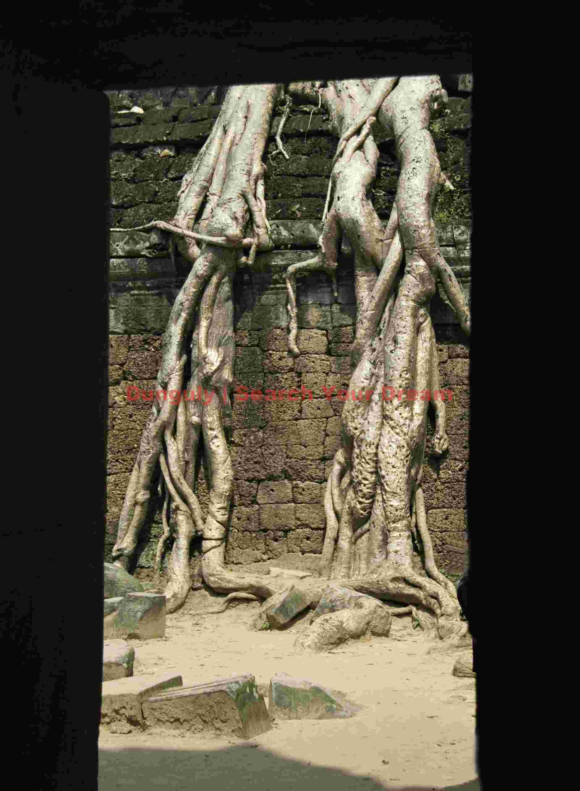 Roots through doorway