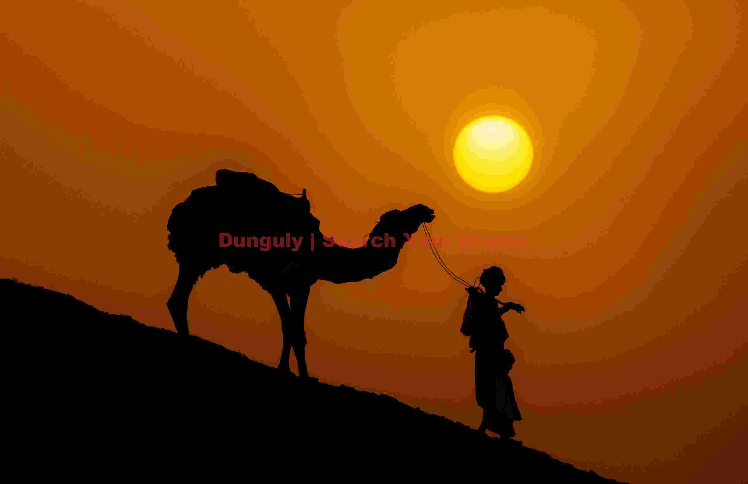 Sunset silhouette of camel descending hill