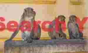 Three monkeys looking for Nats