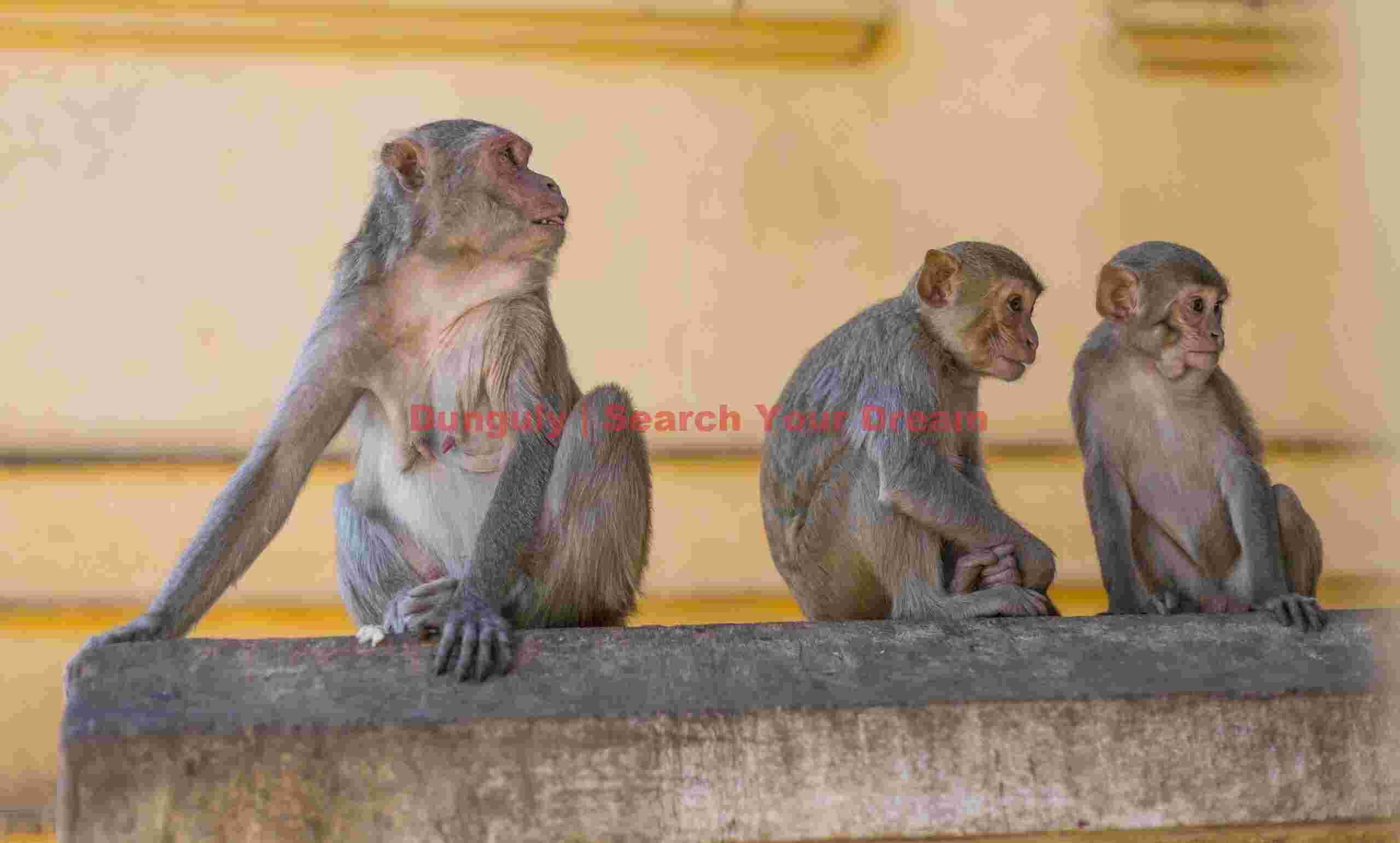 Three monkeys looking for Nats