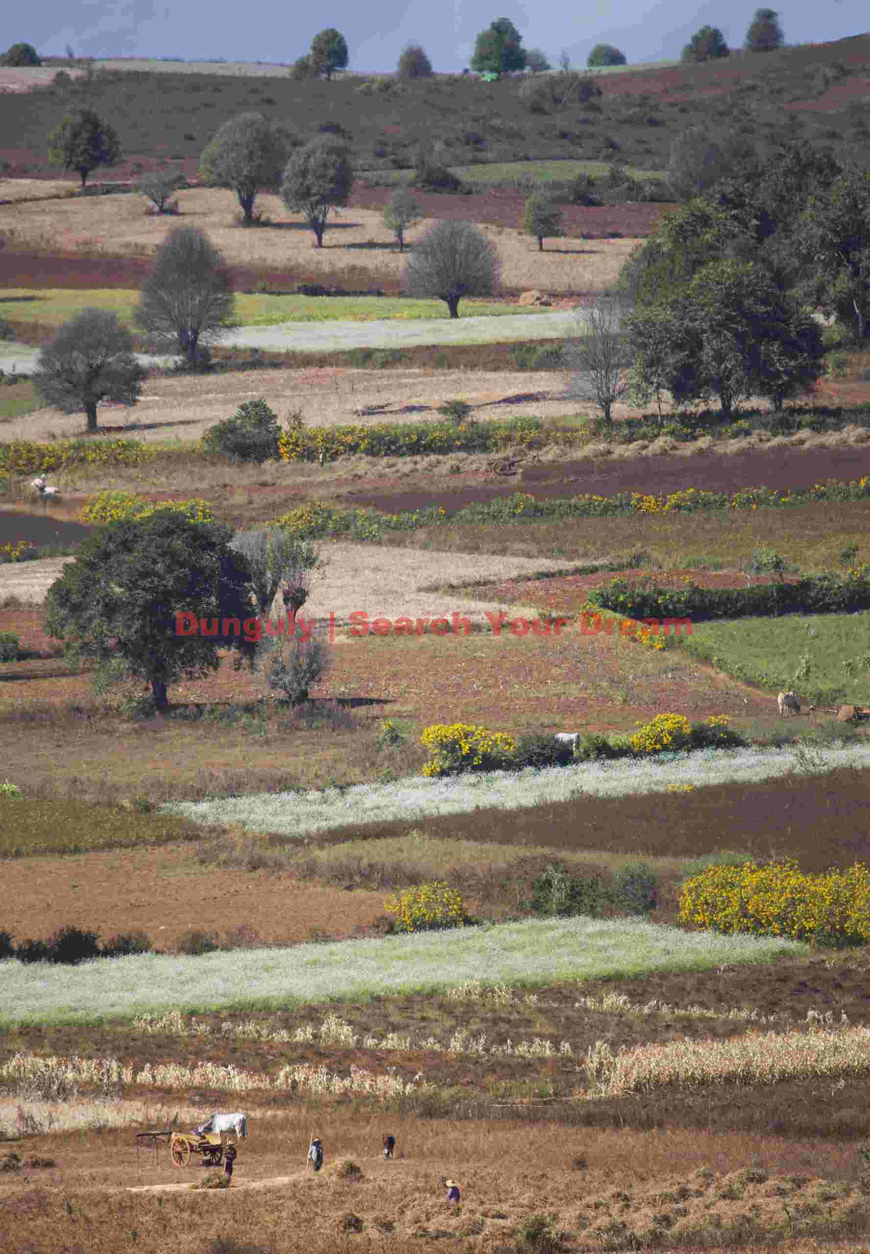 x cart among patchwork of fields along the Burma road